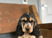 Beautiful cocker spaniel girl ready for a new home