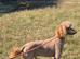 Standard poodle for Stud