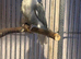 Breeding pair of love birds