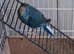 Blue Cream Kakariki