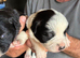 Puppies