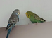 Baby budgies