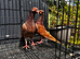 English Barb pigeons