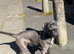 10month old cane corso x Neapolitan mastiff