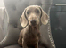 Isabella tan minature daschund