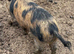 Intact Kune Kune/Juliana boar
