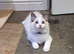 Beautiful GCCF Registered Ragdoll Kittens.