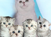 4 Champion Bloodline Scottish Fold/Straight Kittens