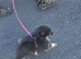 Stunning black tan blue? puppy small girl