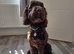 Beautiful Chocolate Cockapoo pup