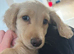 Cream Dachshund