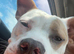 American bulldog