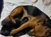 Chorkie/Jacawawa