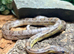 Adult Male Carolina Corn Snake at Birmingham Reptiles