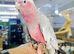 Baby Galah Cockatoo Hand reared available