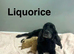 3 charming cockapoo puppies ready to find a home