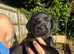 KC Registered Black Lab pups