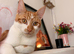 6 month old ginger kitten