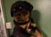 TWO BEAUTIFUL ROTTIES
