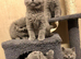 British shorthair blue
