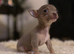 Tiny female chihuahua puppies