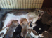 Adorable Jack Russel Puppies