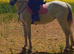 Stunning 13hh 12 year old mare