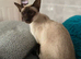 Pair of Siamese