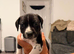 Cane corso/dalmatian