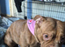 Female pocket bully for sale