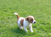 Jack russles puppies Loving for ever Home