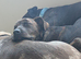 Staffy X Cane Corso