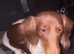 14-MONTH-OLD DACHSHUND BITCH LOOKING FOR A LOVING HOME