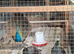 TRIO OF INDIAN BLUE PEACOCK AND TWO HENS FOR SALE