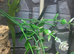 Giant Day Gecko at Birmingham Reptiles