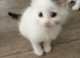 Five very cute kittens
