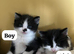 Kittens