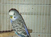 Budgies for sale