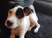 Akita x bullmastiff