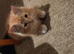 6 kittens
