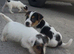 Traditional jack russell puppies.