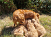 Cuddly Cavapoos