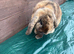 Male mini lop for sale