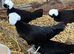 Polish vaccinated point of lay pullets
