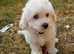 ready to leave*Genetically health tested maltipoo Maltipoo