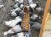 Racing pigeons