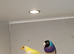 Cock gouldian finch