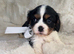 Tri colour King Charles cavalier
