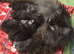 6 pure doll face persians ready now