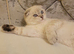 Scottish fold/straight kittens